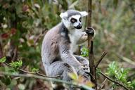 lemur-monkey-wild-mammal-nature-1582947.jpg