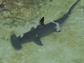 hammerhead-shark-shark-underwater-298238.jpg