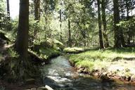 forest-bach-trees-mountain-stream-638920.jpg