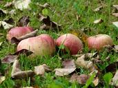 apple-meadow-harvest-pick-windfall-9159.jpg