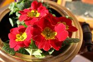 primrose-spring-plant-blossom-1291808.jpg