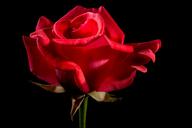 red-rose-rose-rose-bloom-blossom-320893.jpg