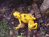 frog-yellow-colorful-nature-animal-647752.jpg