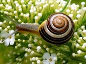 snail-garden-snail-shell-1634852.jpg