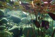 underwater-photography-pond-plants-1529206.jpg