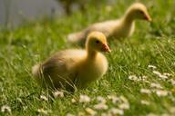 lawn-meadow-close-up-view-animals.jpg