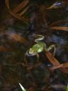 frog-pond-amphibian-water-frog-453054.jpg