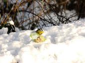 nut-hatch-snow-winter-bird-fly-175633.jpg