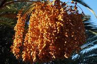 palm-dates-datlov%C3%A1-palma-640172.jpg