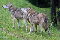 wolf-wolves-european-wolf-1514770.jpg