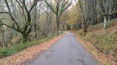 road-curve-leaves-566769.jpg