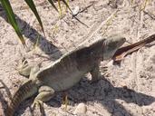 iguana-iguana-island-186004.jpg