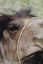 camel-close-shot-animal-head-617062.jpg