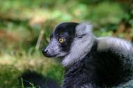 lemur-animal-wild-zoo-maki-1660803.jpg