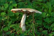 fungus-fungi-toadstool-mushroom-648208.jpg