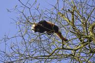 panda-bear-tree-red-panda-cute-1336496.jpg