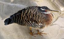 bird-feathers-plumage-close-up-1424382.jpg