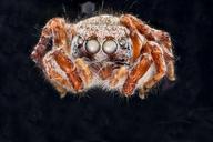 Jumping_Spider_1,_M,_face,_2012-10-17-11.16.jpg