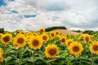 sunflowers-field-hill-1091637.jpg