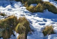 grass-parched-grass-snow-first-snow-499054.jpg