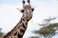 giraffe-eating-giraffe-neck-head-1010261.jpg