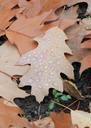 water-droplets-leaf-fallen-autumn-92785.jpg