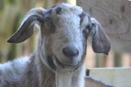 goat-stall-livestock-billy-goat-384891.jpg