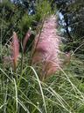 pampas-grass-grass-tropical-427226.jpg