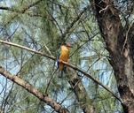 stork-billed-kingfisher-251067.jpg