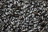 sunflower-seeds-sunflower-seeds-812901.jpg