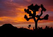 joshua-trees-sunset-landscape-1644638.jpg