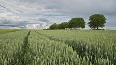 wheat-wheat-field-cereals-175960.jpg