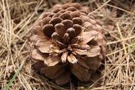 cone-macro-nature-1305292.jpg