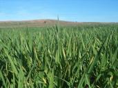 barley-field-daganzo-madrid-spain-734584.jpg