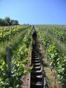 vineyard-gradually-rise-wanderer-253634.jpg