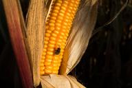 corn-on-the-cob-corn-zea-mays-fly-972284.jpg