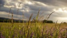 meadow-landscape-spring-plant-351836.jpg