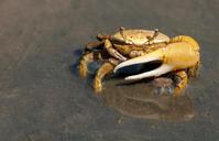 crab-crustacean-sea-ocean-water-79156.jpg