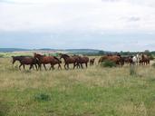 flock-horses-horse-herd-group-1567736.jpg