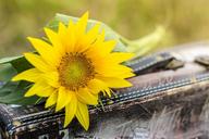 sunflower-suitcase-flower-yellow-1156539.jpg