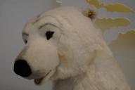 polar-bear-bear-white-animal-545681.jpg