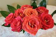 red-roses-fresh-394615.jpg