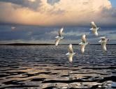 gulls-sea-clouds-seagulls-freedom-400115.jpg