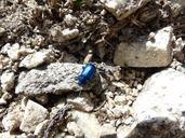 beetle-blue-glazed-includes-176858.jpg