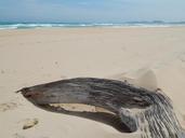 driftwood-beach-deserted-landscape-597401.jpg