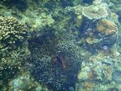 coral-reefs-okinawa-sea-clownfish-886083.jpg