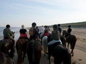 horses-beach-beach-ride-spring-362297.jpg