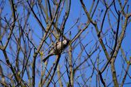 sparrow-autumn-ave-chincol-chile-989834.jpg