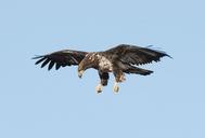 bald-eagle-juvenile-bird-raptor-940496.jpg