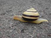 snail-shell-reptile-nature-slowly-1288173.jpg